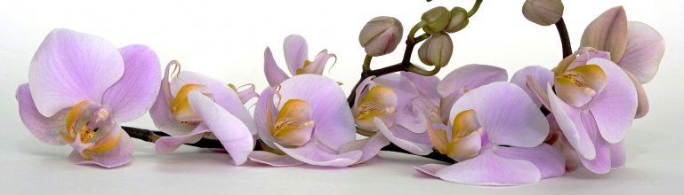 orchidej1